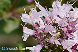 Weissbinden-Schmalbiene (Lasioglossum leucozonium) auf Echtem Dost (Origanum vulgare) (C268030)