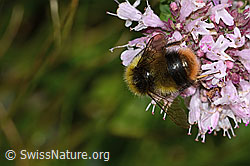 Wiesenhummel (Bombus pratorum) an Echtem Dost (Origanum vulgare) (C268034)