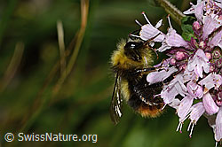 Wiesenhummel (Bombus pratorum) an Echtem Dost (Origanum vulgare) (C268035)