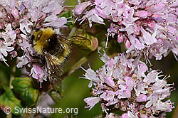 Wiesenhummel (Bombus pratorum) an Echtem Dost (Origanum vulgare) (23.07.2023, C268036)