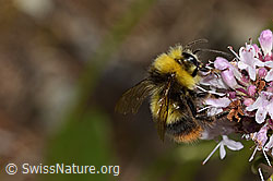 Wiesenhummel (Bombus pratorum) an Echtem Dost (Origanum vulgare) (23.07.2023, C268037)