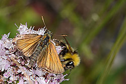 Braunkolbiger Braundickkopffalter (Thymelicus sylvestris) und Wiesenhummel (Bombus pratorum) an Echtem Dost (Origanum vulgare) (C268039)