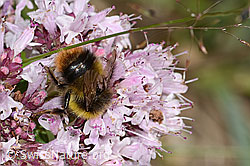 Wiesenhummel (Bombus pratorum) an Echtem Dost (Origanum vulgare) (C268040)