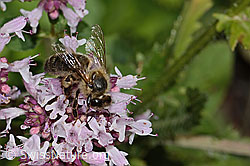 Westliche Honigbiene (Apis mellifera) an Echtem Dost (Origanum vulgare) (23.07.2023, C268044)