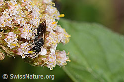 Gewöhnliche Maskenbiene (Hylaeus communis) an Gemeiner Schafgarbe (Achillea millefolium) (C268049) Gewöhnliche Maskenbiene (Hylaeus communis) an Gemeiner Schafgarbe (Achillea millefolium) (C268049)