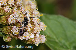 Gewöhnliche Maskenbiene (Hylaeus communis) an Gemeiner Schafgarbe (Achillea millefolium) (C268051) Gewöhnliche Maskenbiene (Hylaeus communis) an Gemeiner Schafgarbe (Achillea millefolium) (C268051)