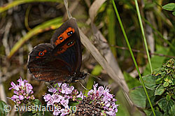 Graubindiger Mohrenfalter (Erebia aethiops) auf Echtem Dost (Origanum vulgare) (23.07.2023, C268055)