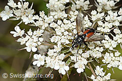 Rotgefleckte Raupenfliege (Eriothrix rufomaculatus) auf Wilder Möhre (Daucus carota ssp. carota) (23.07.2023, C268066)