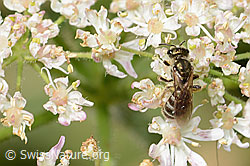 Dunkelgrüne Schmalbiene (Lasioglossum morio) auf Wilder Möhre (Daucus carota ssp. carota) (23.07.2023, C268073)