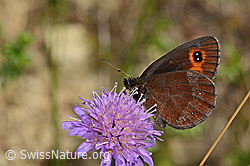 Graubindiger Mohrenfalter (Erebia aethiops) auf Wald-Witwenblume (Knautia dipsacifolia) (C268076)
