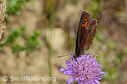 Graubindiger Mohrenfalter (Erebia aethiops) auf Wald-Witwenblume (Knautia dipsacifolia) (C268078)