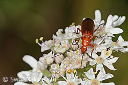 Rotgelber Weichkäfer (Rhagonycha fulva) auf Wilder Möhre (Daucus carota ssp. carota) (23.07.2023, C268084)