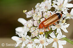 Rotgelber Weichkäfer (Rhagonycha fulva) auf Wilder Möhre (Daucus carota ssp. carota) (23.07.2023, C268088)