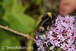 Dunkle Erdhummel (Bombus terrestris) auf Echtem Dost (Origanum vulgare) (C268108)