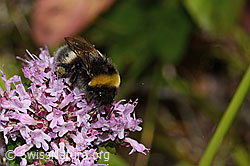 Dunkle Erdhummel (Bombus terrestris) auf Echtem Dost (Origanum vulgare) (C268109)