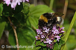 Dunkle Erdhummel (Bombus terrestris) auf Echtem Dost (Origanum vulgare) (C268110)