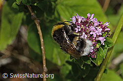 Dunkle Erdhummel (Bombus terrestris) auf Echtem Dost (Origanum vulgare) (C268111)