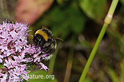 Dunkle Erdhummel (Bombus terrestris) auf Echtem Dost (Origanum vulgare) (C268112)