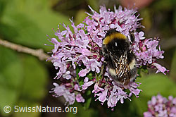 Dunkle Erdhummel (Bombus terrestris) auf Echtem Dost (Origanum vulgare) (23.07.2023, C268114)