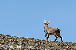 C279803: Alpensteinbock (Capra ibex)