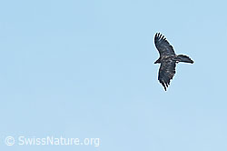 Bartgeier (Gypaetus barbatus) (C279956)