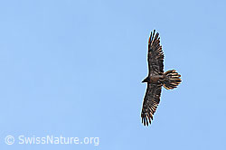 Bartgeier (Gypaetus barbatus) (C279962)