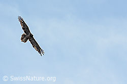 Bartgeier (Gypaetus barbatus) (C279967)