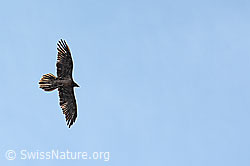 Bartgeier (Gypaetus barbatus) (C279968)