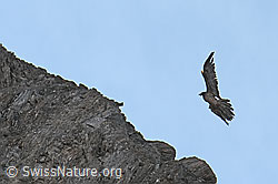 Bartgeier (Gypaetus barbatus) (C279971)