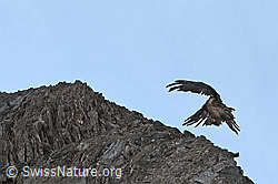 Bartgeier (Gypaetus barbatus) (C279972)