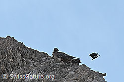 Bartgeier (Gypaetus barbatus) (C279977)