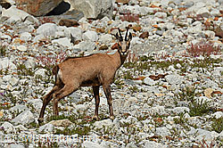 Gämse (Rupicapra rupicapra) (C301518)