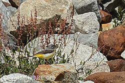 Gebirgsstelze (Motacilla cinerea) (C301589)