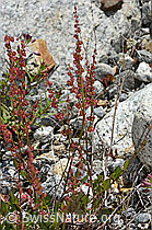 Schildblättriger Ampfer (Rumex scutatus) (C301624)