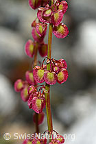 Schildblättriger Ampfer (Rumex scutatus) (C301626)