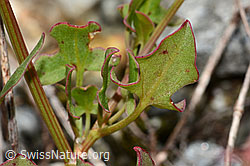 Schildblättriger Ampfer (Rumex scutatus) (C301627)