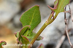 Schildblättriger Ampfer (Rumex scutatus) (C301628)