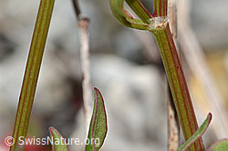 Schildblättriger Ampfer (Rumex scutatus) (C301629)