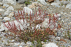 Schildblättriger Ampfer (Rumex scutatus) (C301645)