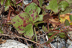 Schildblättriger Ampfer (Rumex scutatus) (C301658)