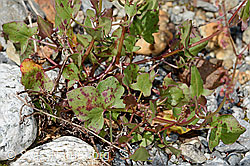 Schildblättriger Ampfer (Rumex scutatus) (C301659)