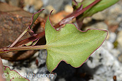 Schildblättriger Ampfer (Rumex scutatus) (C301662)
