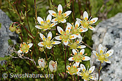 Moosartiger Steinbrech (Saxifraga bryoides) (C301685) Moosartiger Steinbrech (Saxifraga bryoides) (C301685)