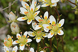 Moosartiger Steinbrech (Saxifraga bryoides) (C301687) Moosartiger Steinbrech (Saxifraga bryoides) (C301687)