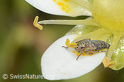 Foto: Moorwanderzirpe (Macrosteles ossiannilssoni) auf Moosartigem Steinbrech (Saxifraga bryoides)