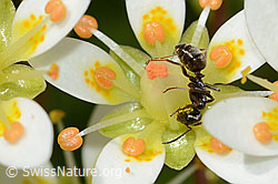 Moosartiger Steinbrech (Saxifraga bryoides)