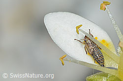 Foto: Moorwanderzirpe (Macrosteles ossiannilssoni) auf Moosartigem Steinbrech (Saxifraga bryoides)