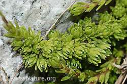 Moosartiger Steinbrech (Saxifraga bryoides) (C301716) Moosartiger Steinbrech (Saxifraga bryoides) (C301716)