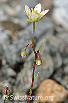 Moosartiger Steinbrech (Saxifraga bryoides) (C301718) Moosartiger Steinbrech (Saxifraga bryoides) (C301718)