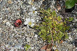 Einblütiges Hornkraut (Cerastium uniflorum) (C301723) Einblütiges Hornkraut (Cerastium uniflorum) (C301723)